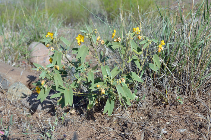 Twinleaf Senna is a low growing up to 4 to 16 inches (10-40 cm) tall or more. The plants prefer dry rocky slopes, sandy areas, low desert grasslands, desert shrublands, mesas chaparral vegetation and woods including pinyon/juniper. Senna bauhinioides 